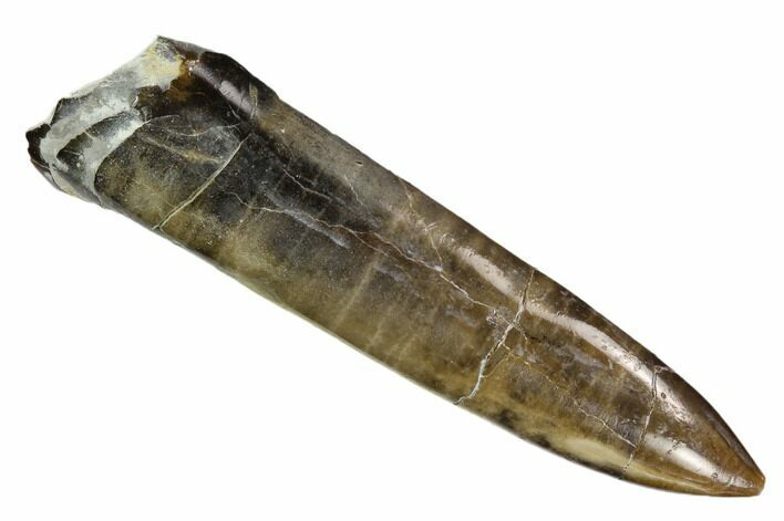 Polished Fossil Belemnite - Buttenheim, Germany #125358